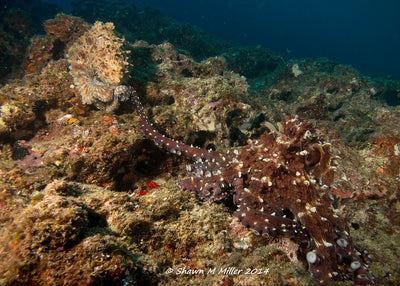 The Octopus: The Most Extreme Ocean Animal