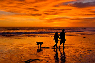 6 of the Most Dog Friendly Beaches