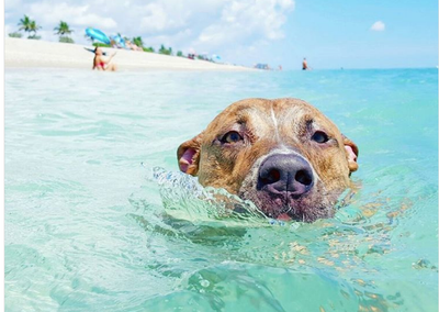 7 Top Dog-Friendly Beaches in America