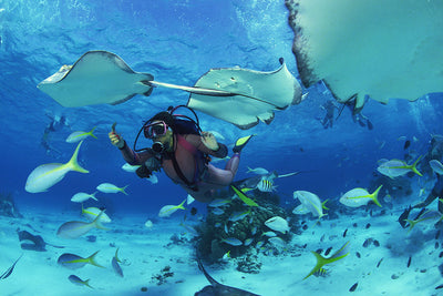 Snorkeling vs. Scuba Diving: Which Is Right for You?