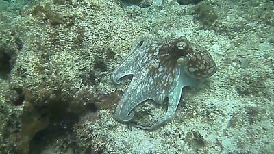 Can You Spot the Octopus?