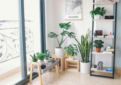 10 Tropical Indoor Plants to Brighten Your Space—and How to Care for Them