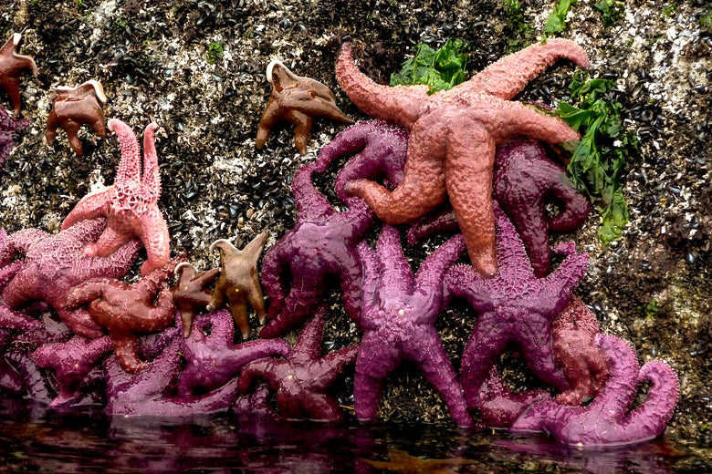 The Sea Star Rebound