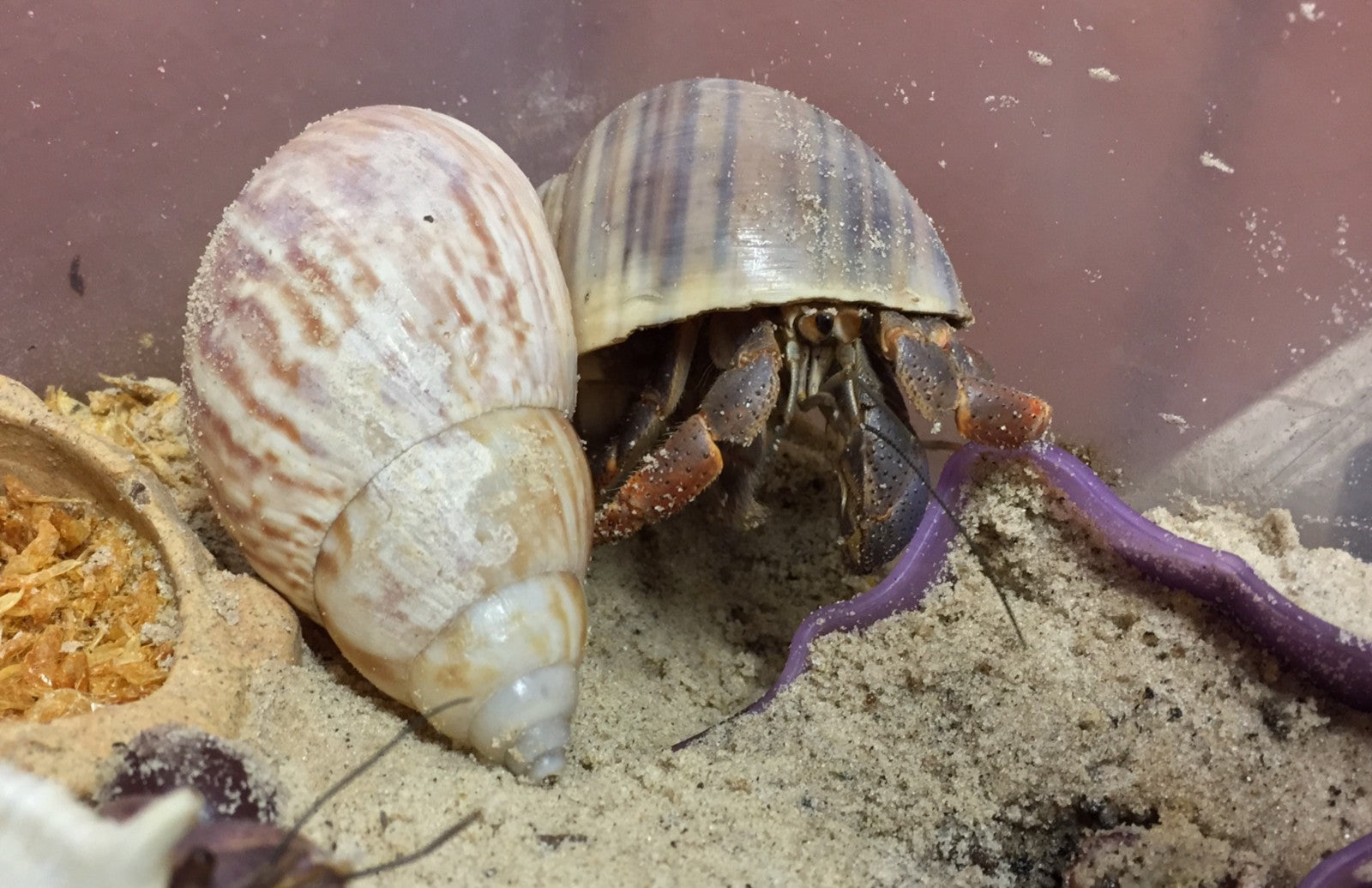 This is What a Hermit Crab Changing Shells Looks Like