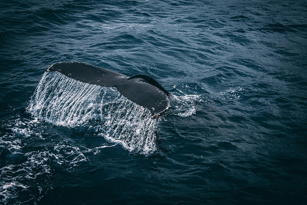 7 Non-Profits Working to Save the Earth