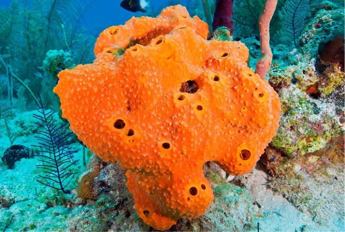 Smoking Kills… Unless You’re a Sponge