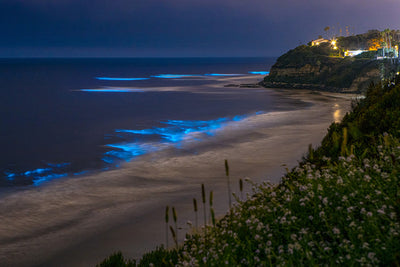 Get Glowing: Where to Find Bioluminescence Around the World