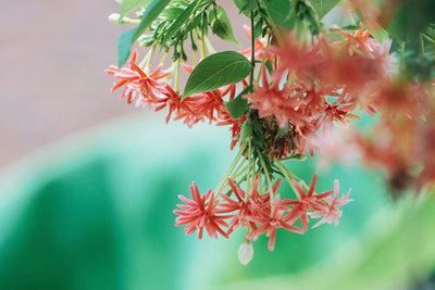 How to Make Your House Smell Tropical—Any Time of Year