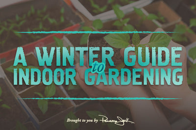A Guide To Indoor Gardening This Winter
