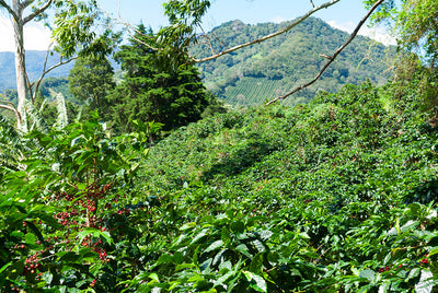 Panamanian Coffee - Everything You Need to Know