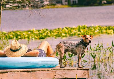 Tips for Keeping Pets Cool In the Summer Heat