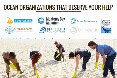 6 Ocean Organizations That Deserve Your Help
