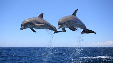 7 Reasons Dolphins Are Kind of Jerks