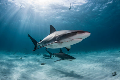 4 Reasons Sharks Are Awesome