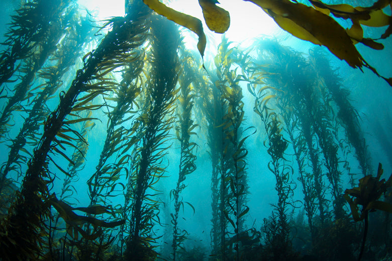 Unexpected Uses for Seaweed