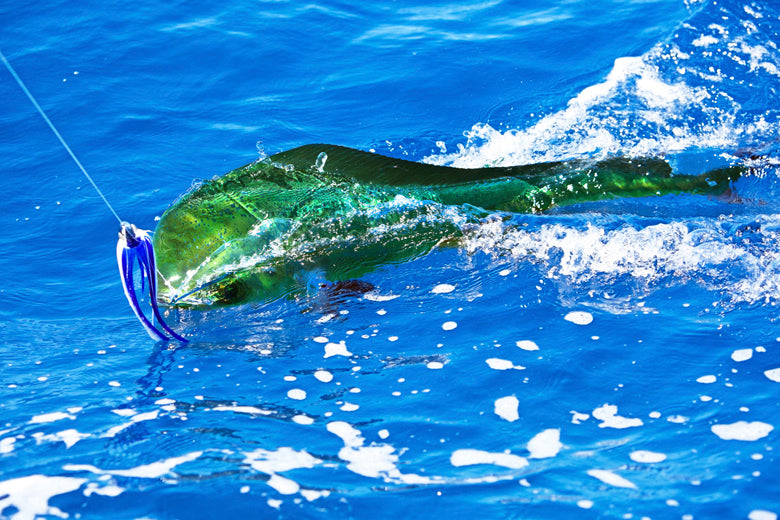 Big Game Sport Fishing In The Caribbean