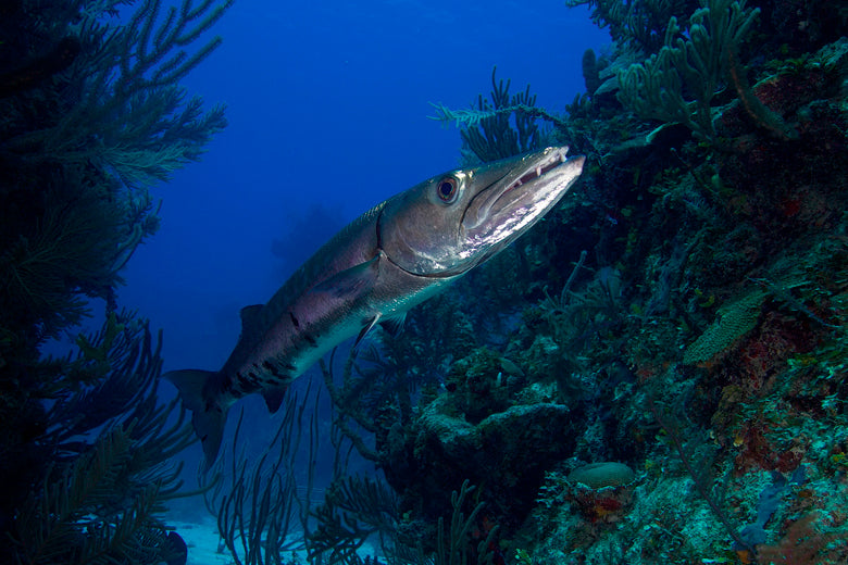 Life on the Ocean’s Rural Spaces: The Wide Open Sea