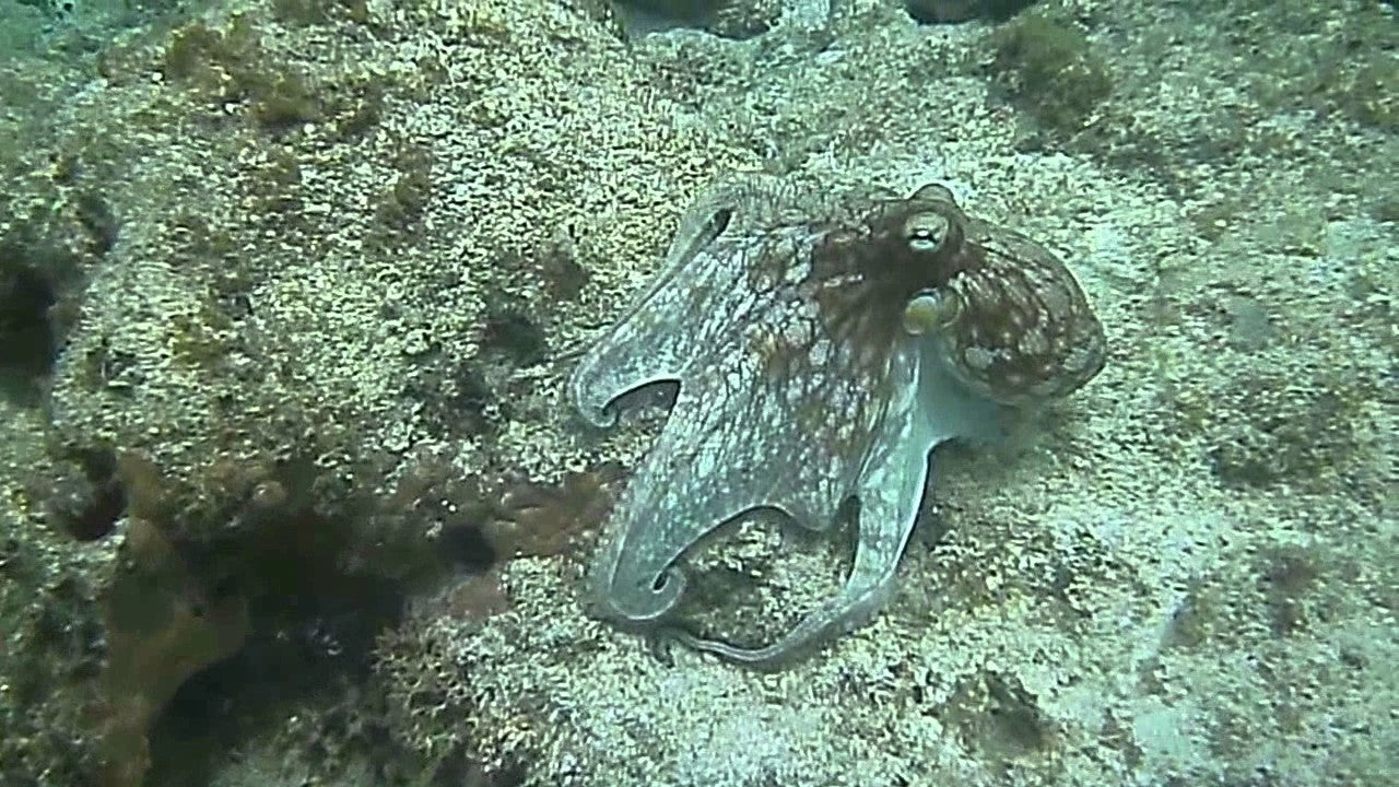 Can You Spot the Octopus?