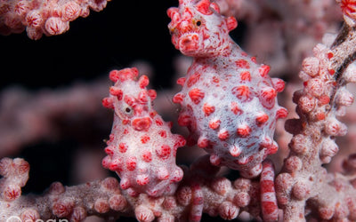 Masters of Camouflage: Pygmy Seahorses